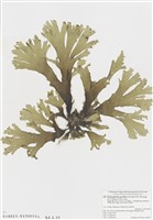 藏品(網翼藻屬)的圖片